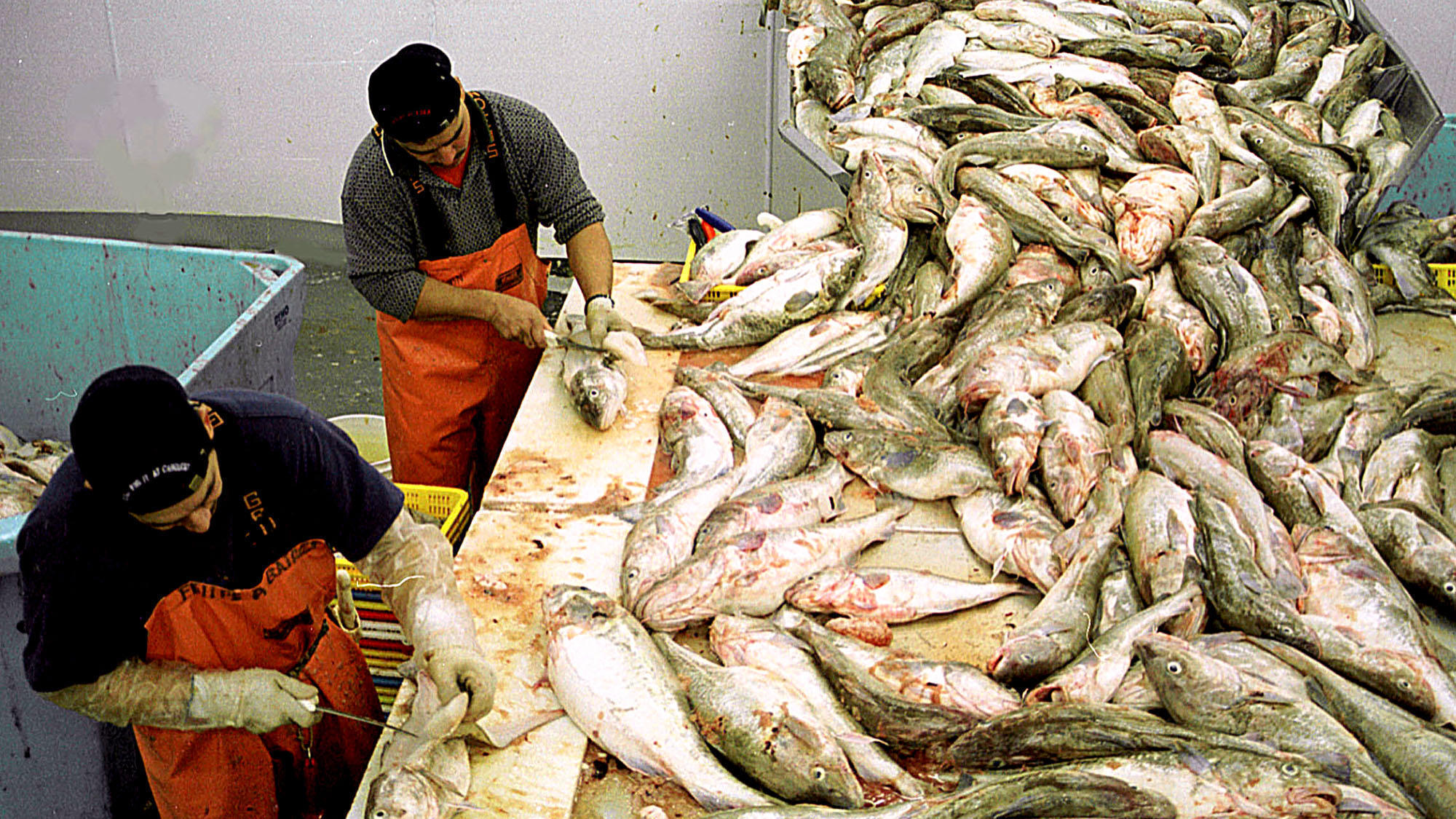 COVID19 Outbreak In Pacific Northwest Seafood Industry As Season Ramps