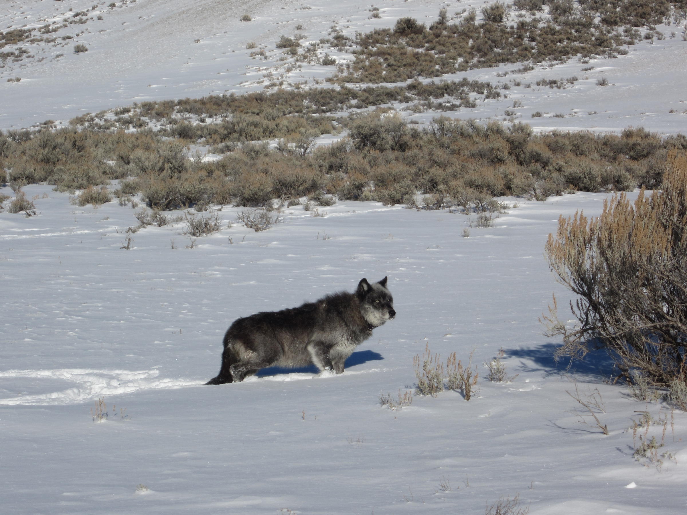 Undecided On Wolves? Hear From A Wyoming Wolf Expert Who Has Seen Them