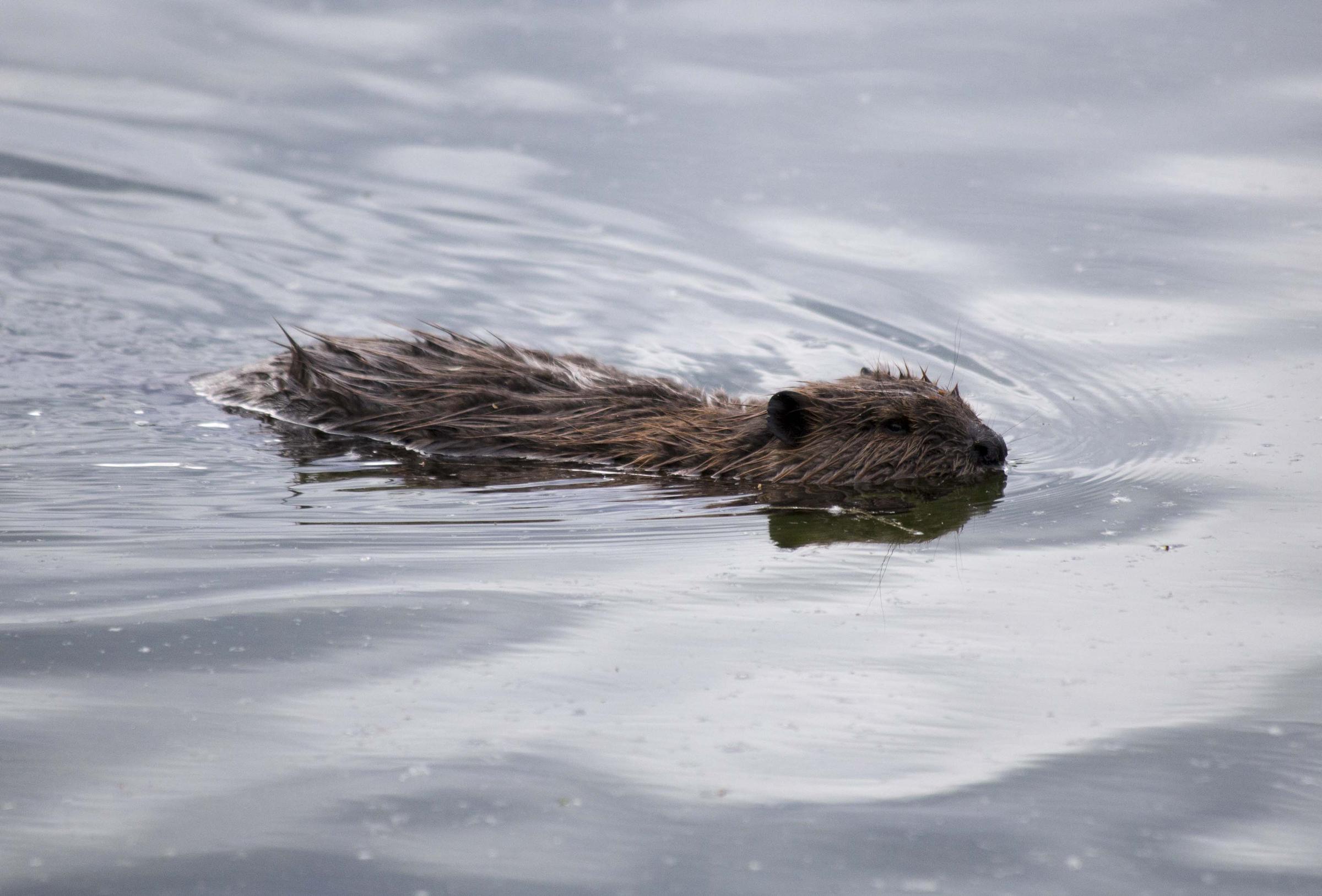 The Unusual Connection Between Beavers, Permafrost And Climate Change ...