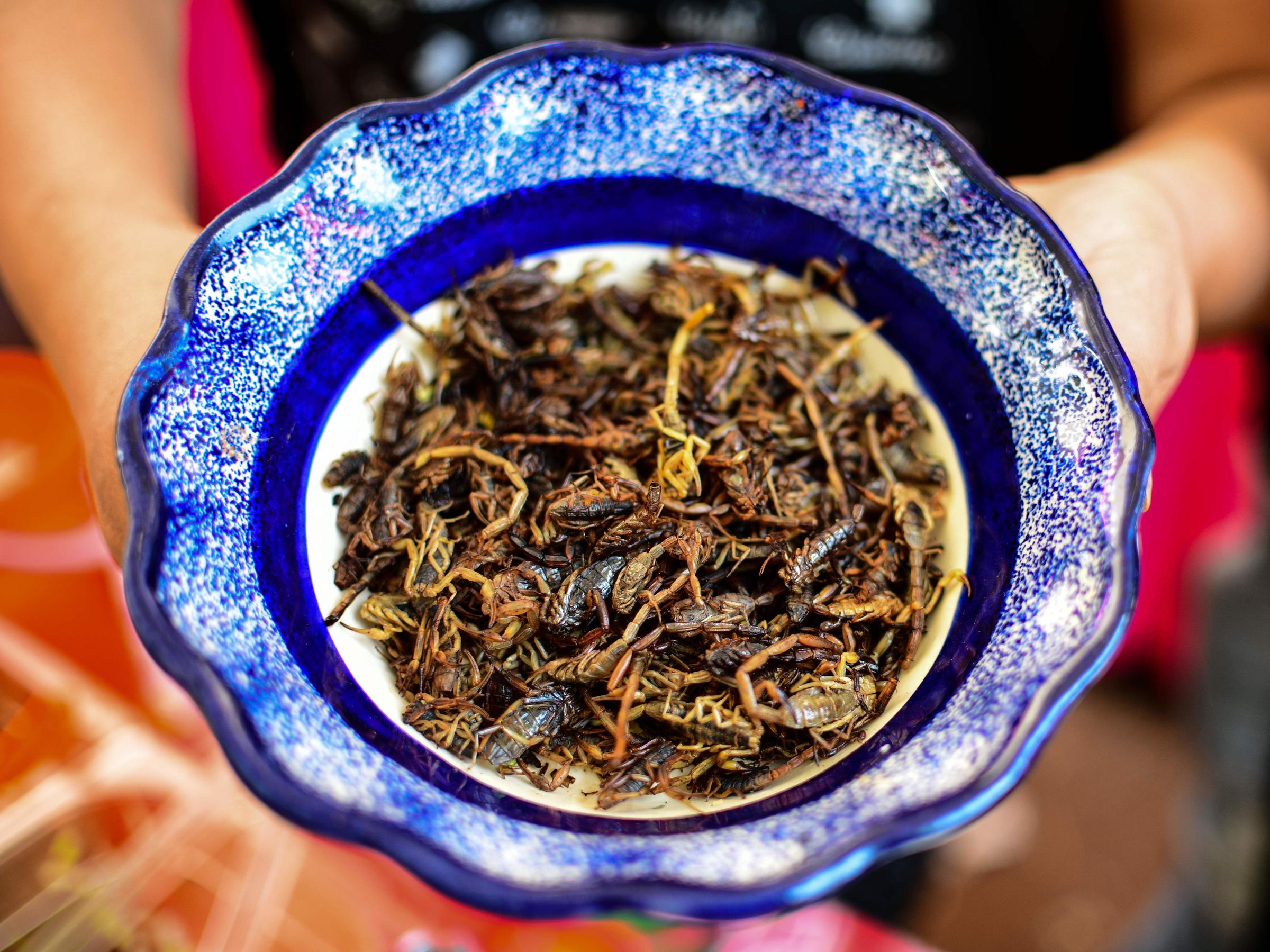 purina en dog food alternatives