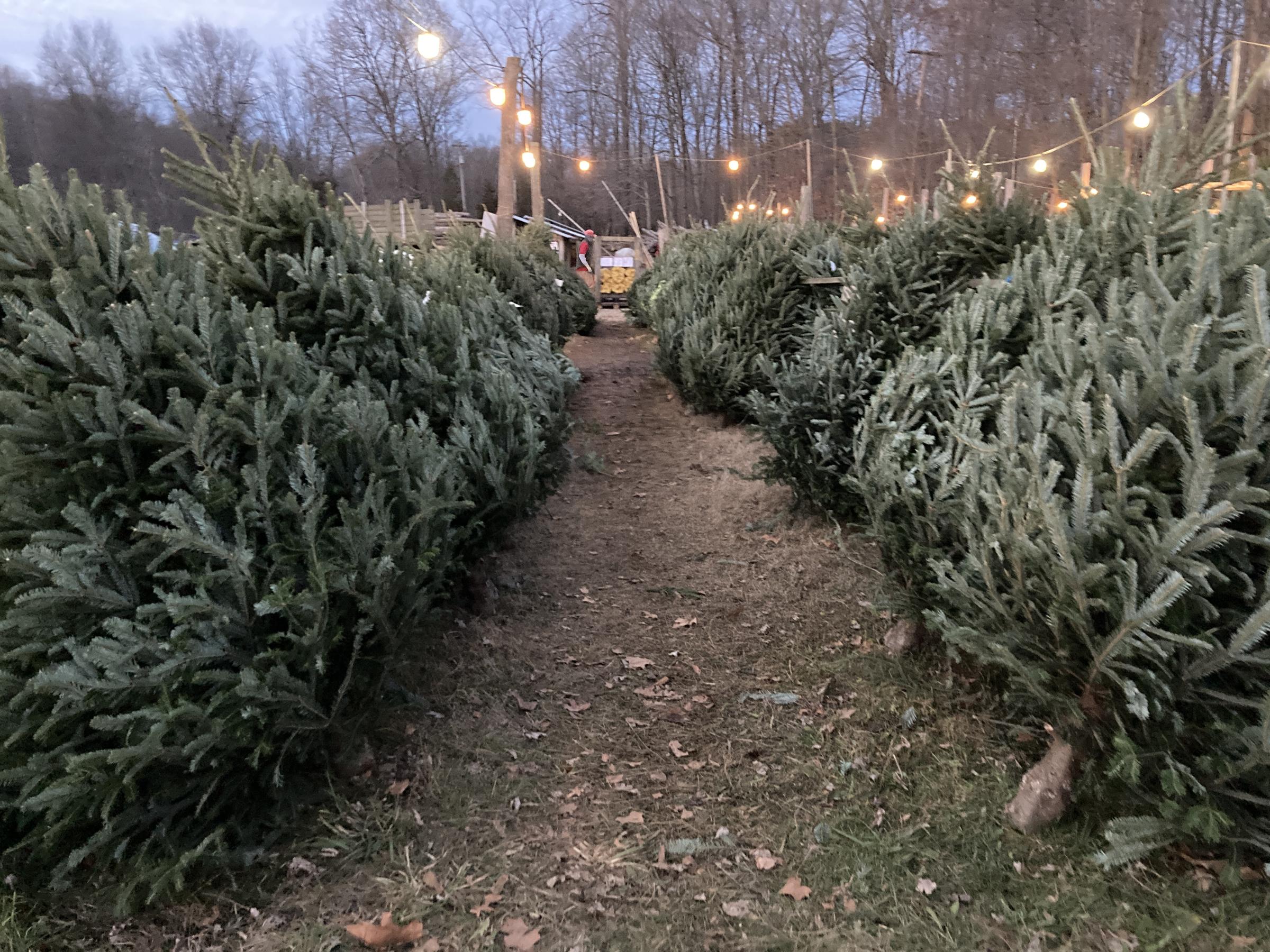 Ohio Christmas Tree Farmers See 15 Percent Jump In 2020 PostThanksgiving Sales WOSU Radio