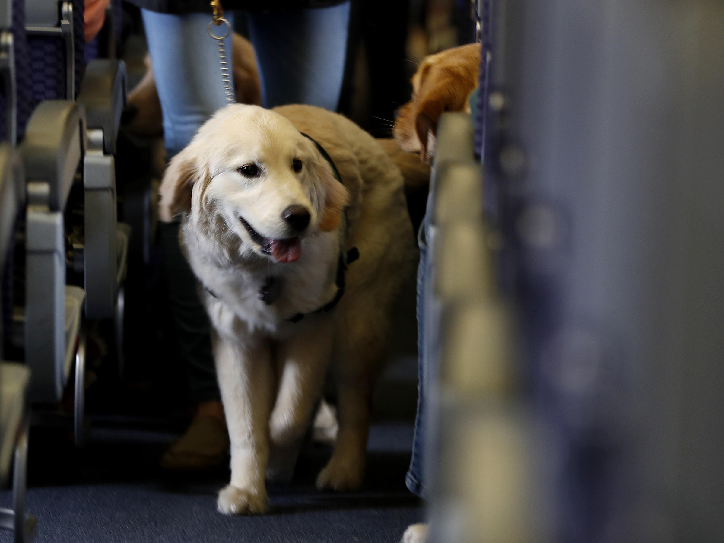 Grounded Emotional Support Animals No Longer Guaranteed Free Flights