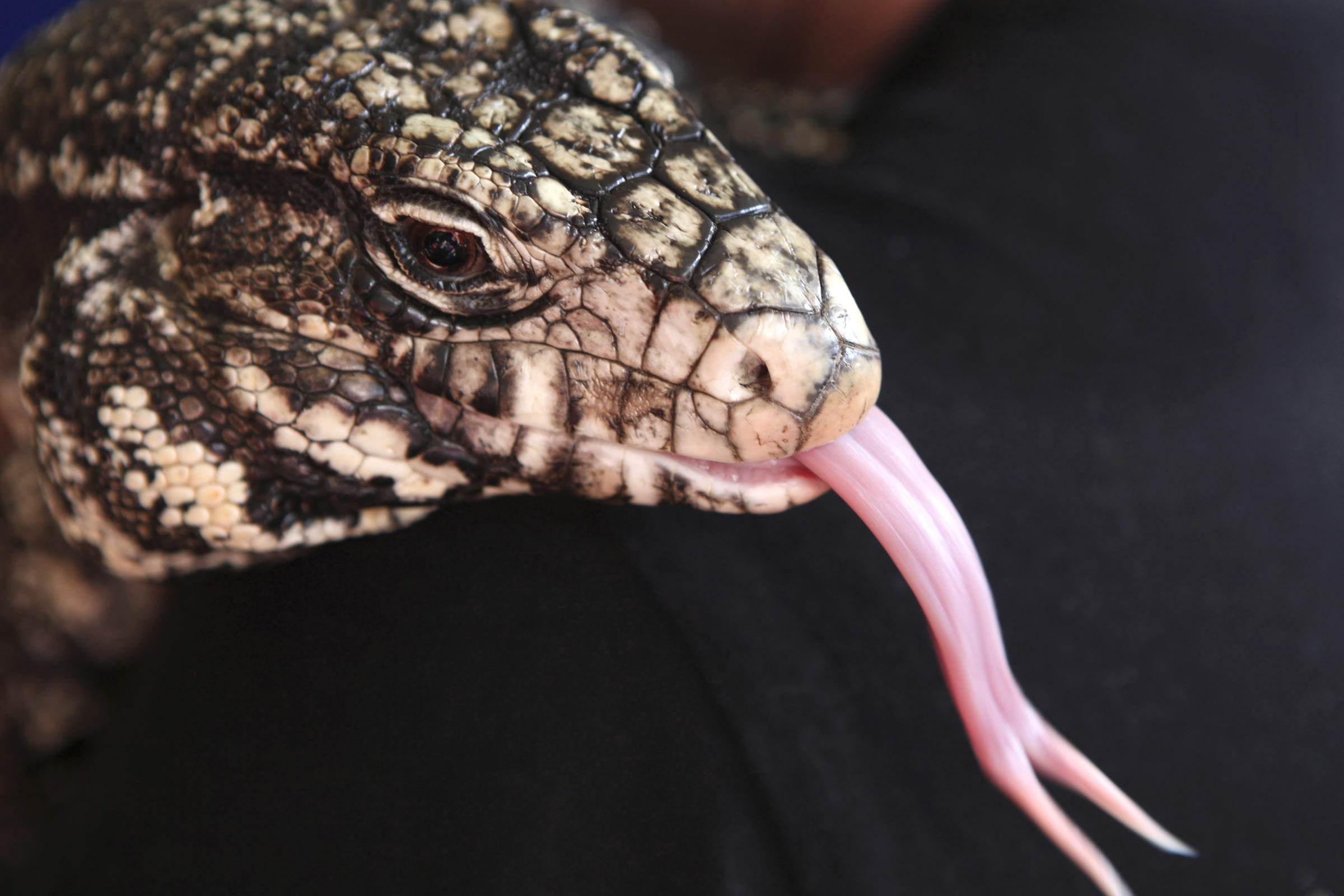 Invasive Tegu Lizards Are Eating Their Way Through Southeastern US WMKY