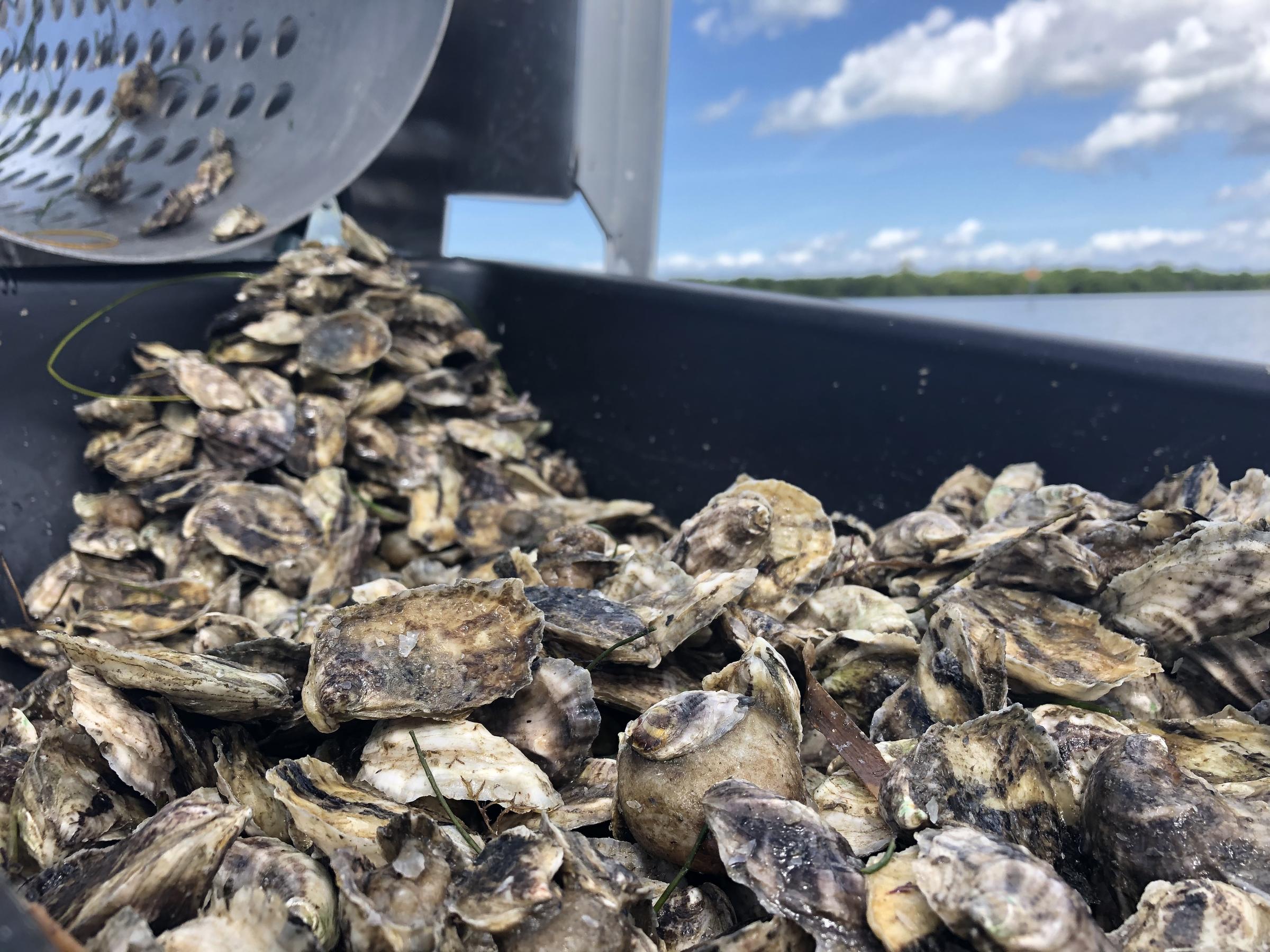 Florida Shuts Down Oyster Harvesting In Apalachicola Bay Through 2025