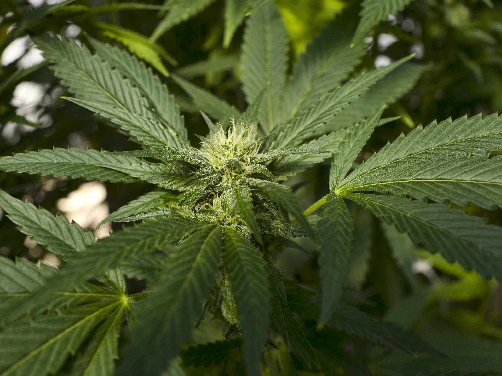 Virginia Lawmakers Sign Off On Bill Legalizing Recreational Marijuana