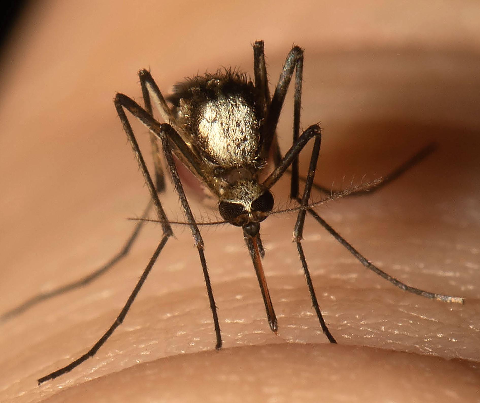 Scientists Find New Invasive Mosquito Species In Florida | WBFO