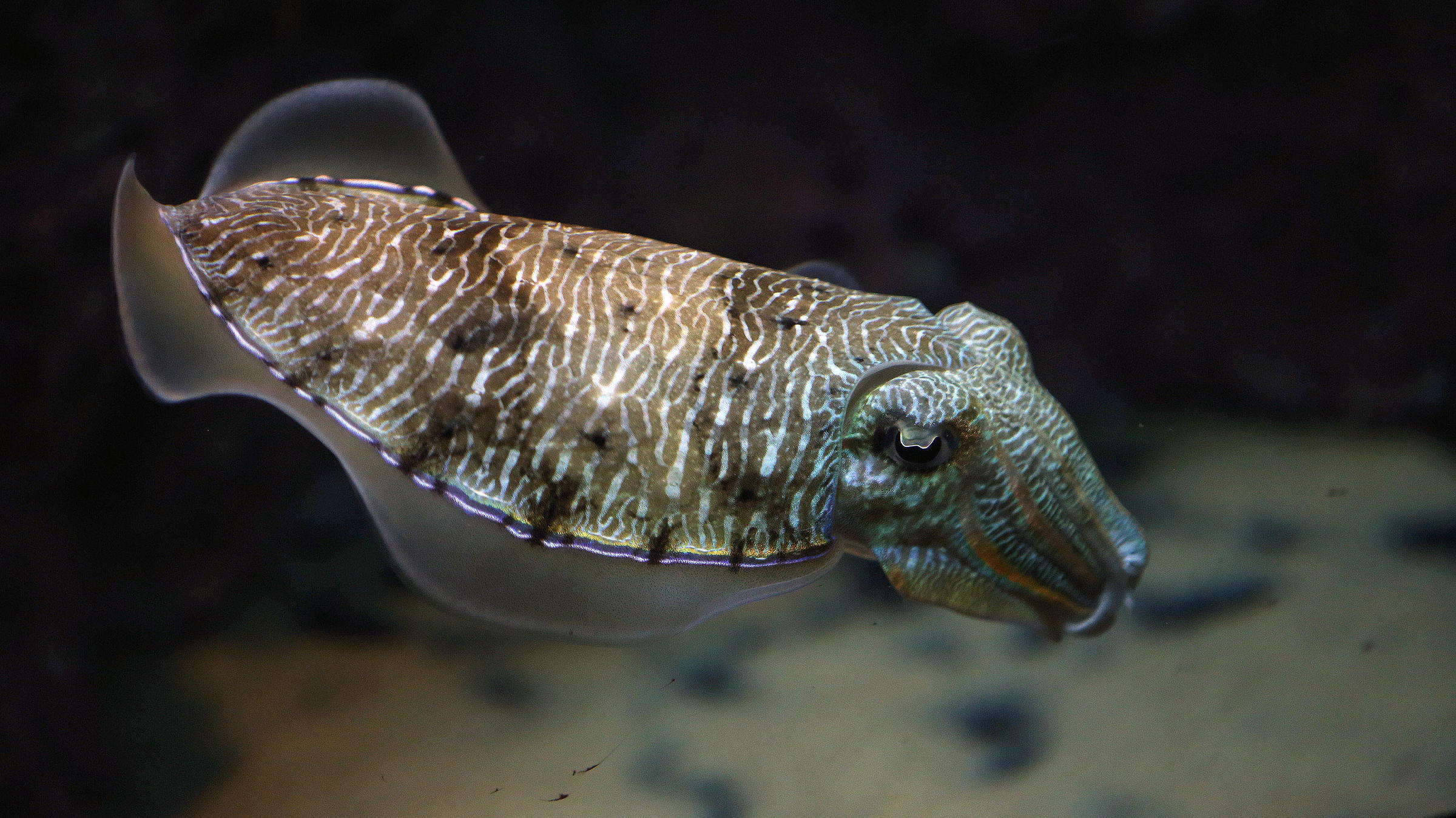 Why Cuttlefish Are Smarter Than We Thought KUAR