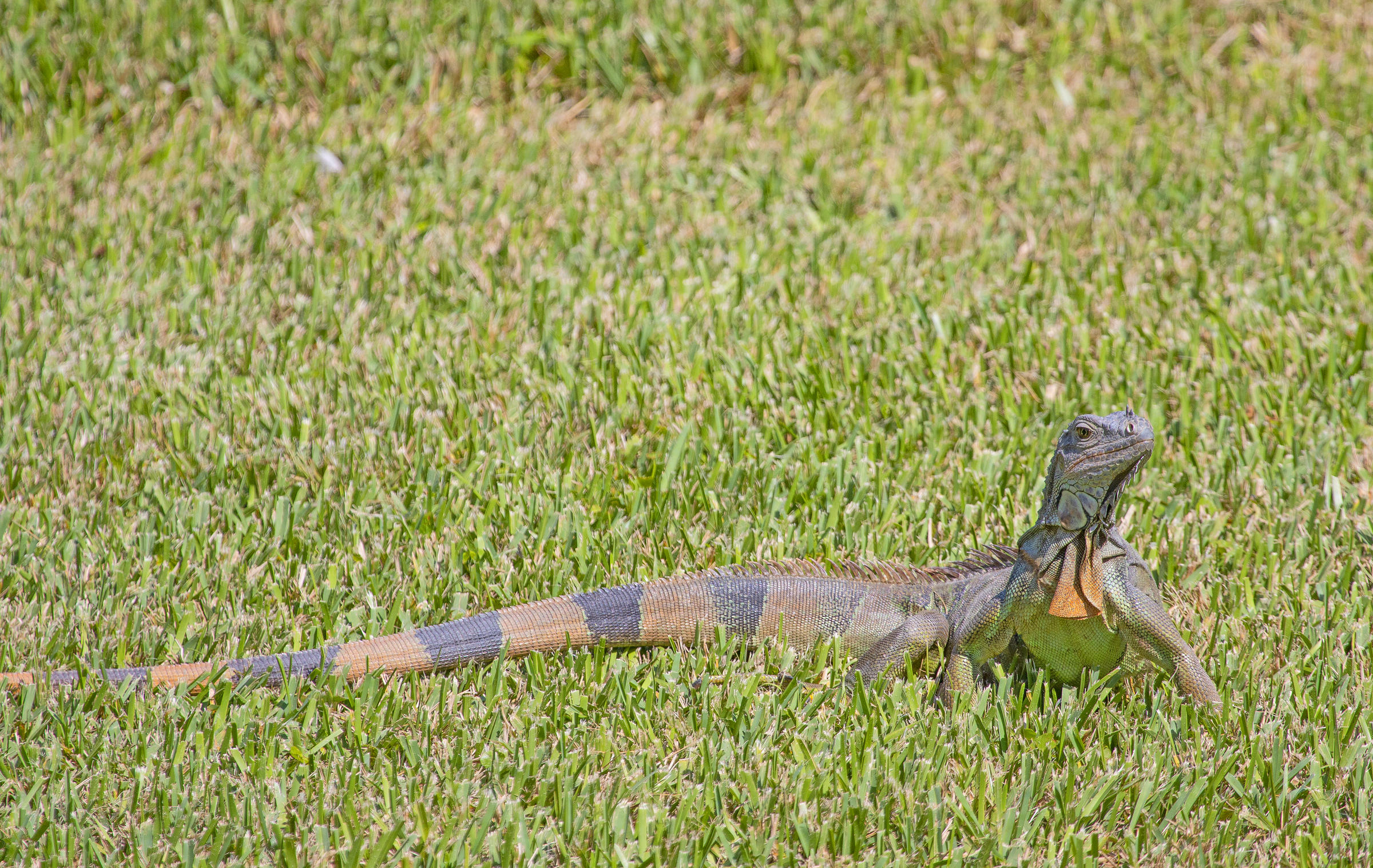 Florida's New Invasive Reptile Rules Have Breeders Leaving And