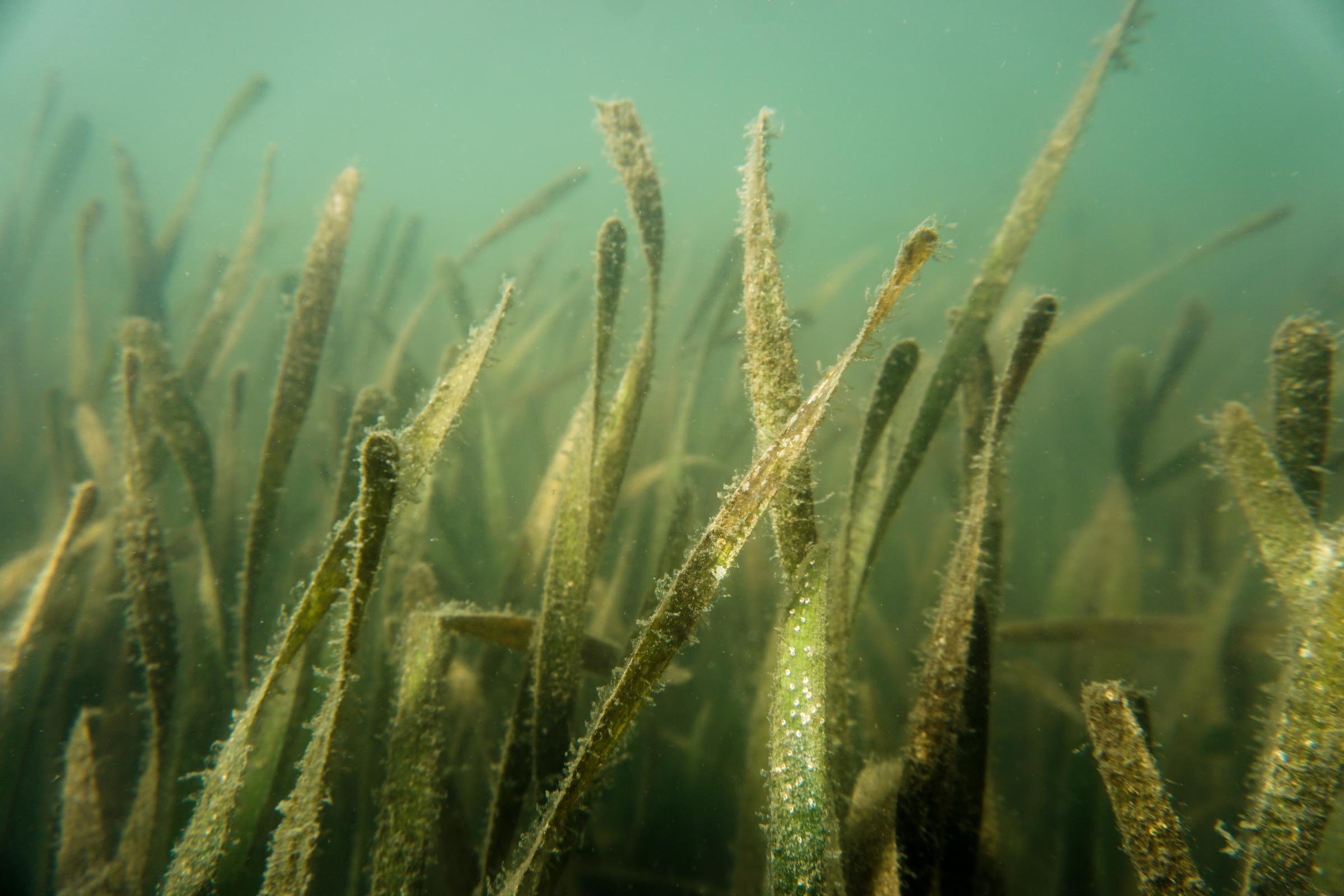 Seagrass In Tampa Bay Declined 13 Percent In Recent Years WJCT NEWS