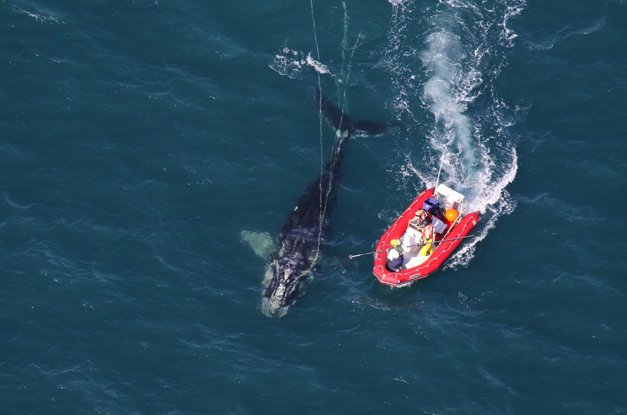 endangered-right-whales-are-shrinking-scientists-blame-commercial