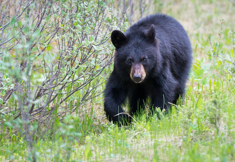 Conservation Department Urges Missourians to Be 'Bear Aware' This ...