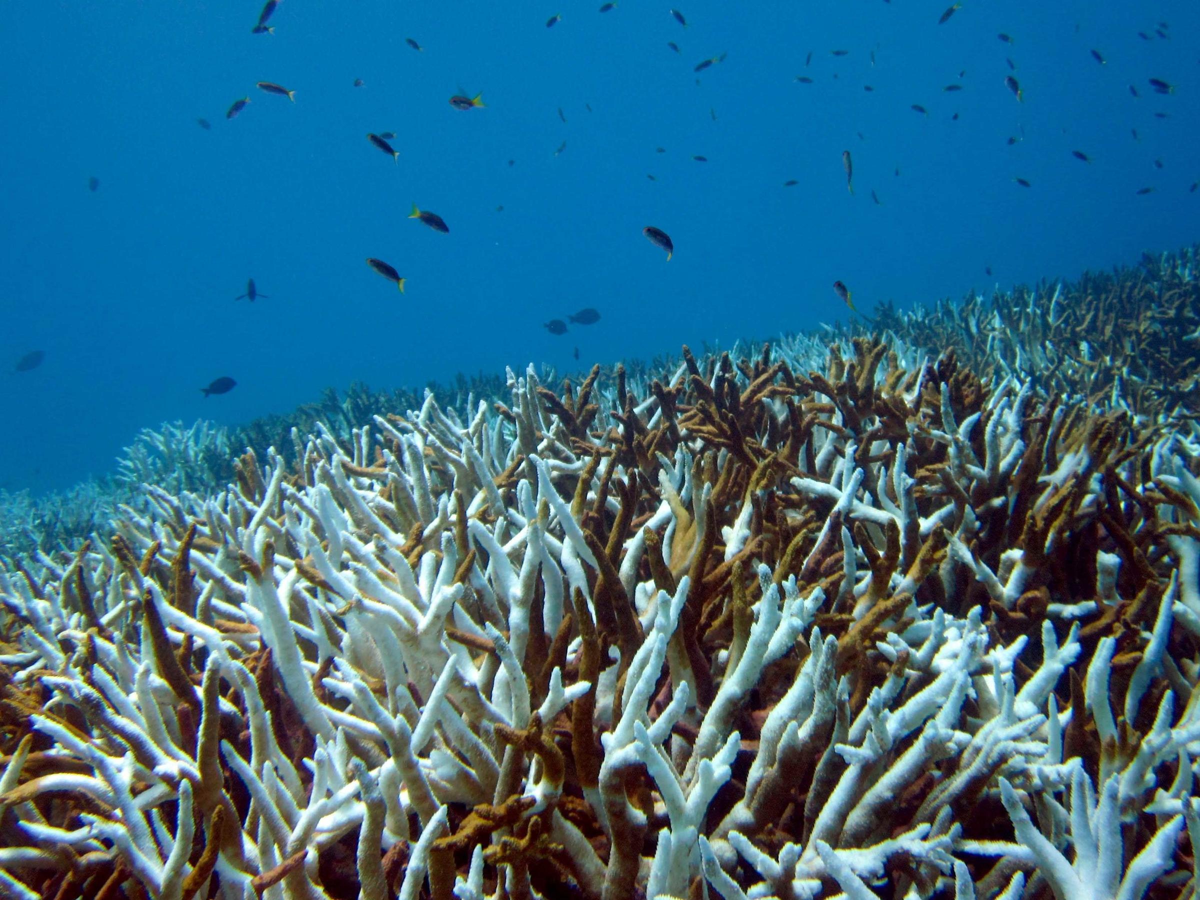 Fearing Their Kids Will Inherit Dead Coral Reefs Scientists Are Urging Bold Action Krwg
