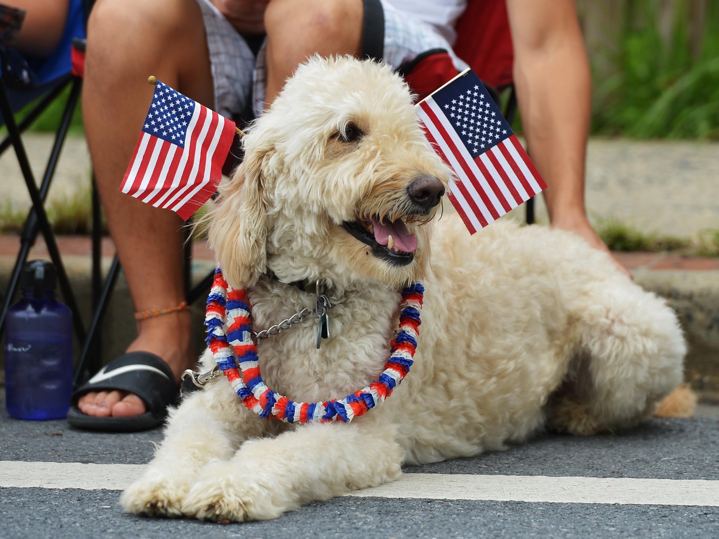 Get Ready For The Fireworks. How To Keep Your Pets Safe And Happy This