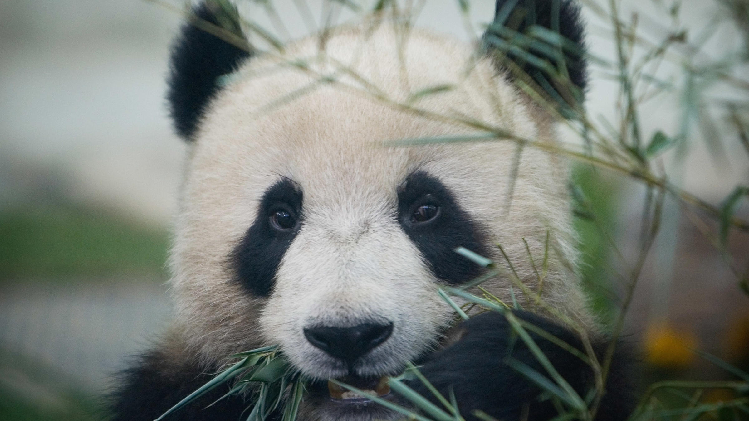 Finally Some Good News! China Says Giant Pandas Are No Longer