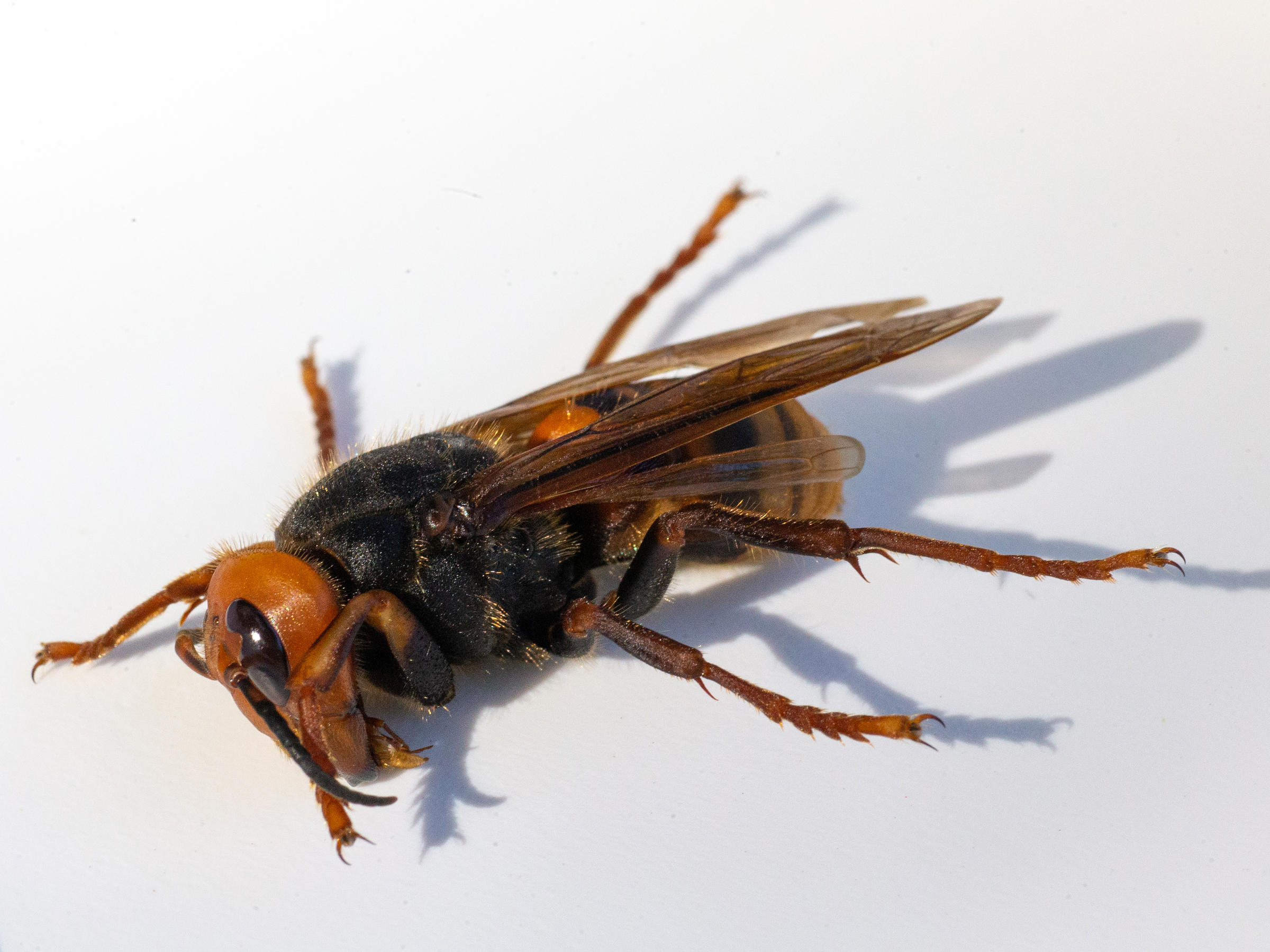 1st Live Asian Giant 'Murder Hornet' Of 2021 Spotted In Washington ...