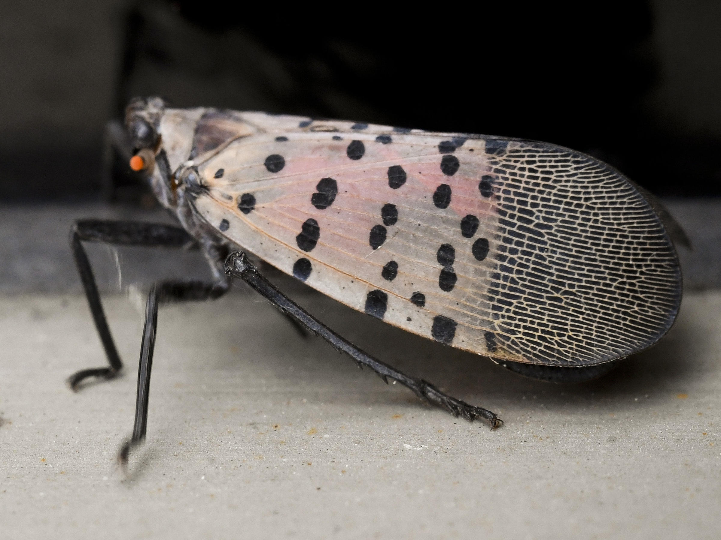 Agriculture Officials Really Want Those Spotted Lanternflies Gone, Gone ...