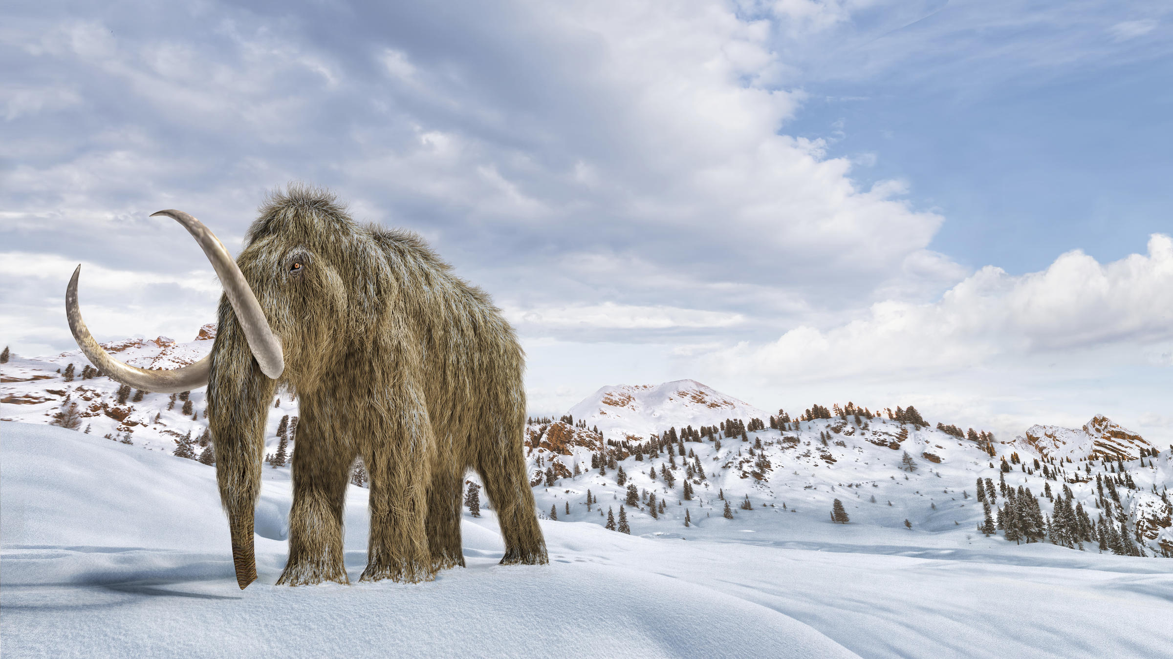 Scientists Say They Could Bring Back Woolly Mammoths. But Maybe They