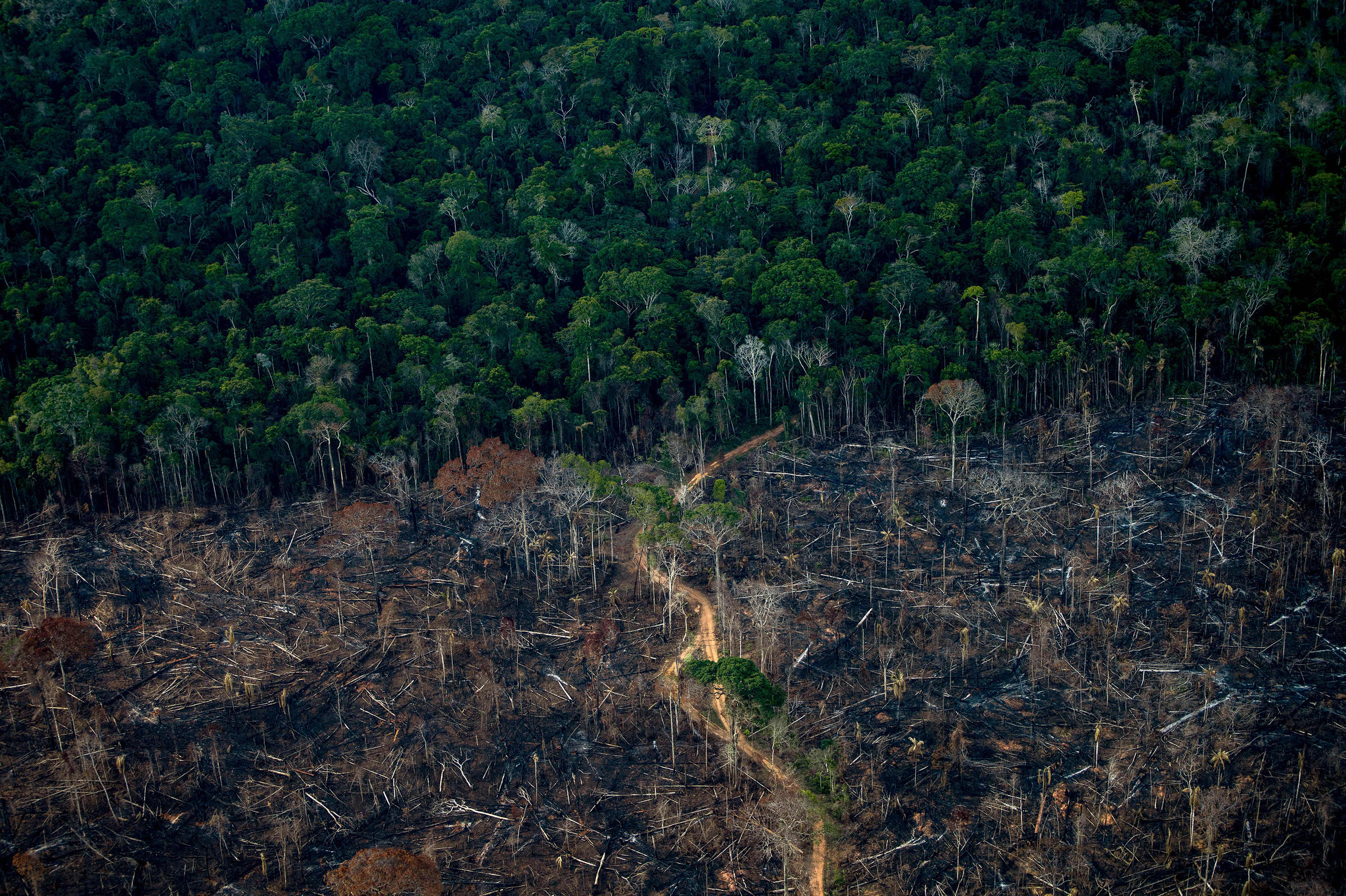 Amazon deforestation in Brazil hits its worst level in 15 years