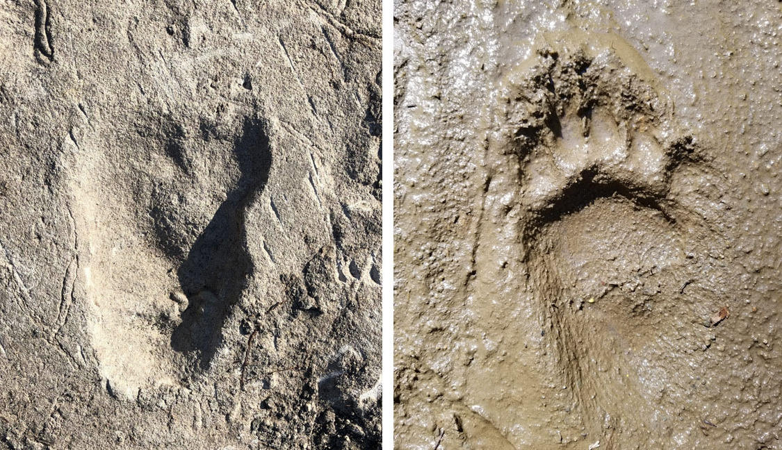 Ancient footprints mistakenly attributed to bears were made by early