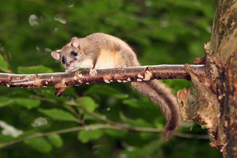 The edible dormouse has evolved in such a way as to forestall aging | WUNC