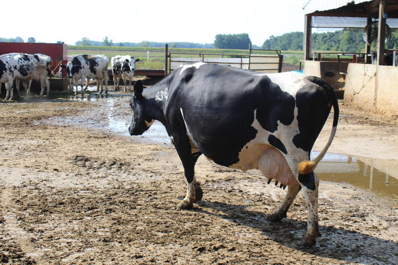 Retired Hydrologist Opposes Location Of Proposed Newton County CAFO WBAA