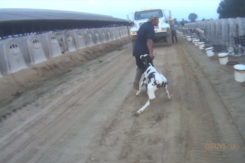 Activist Group's Video Shows Calves Being Abused At Fair Oaks Farms WBAA