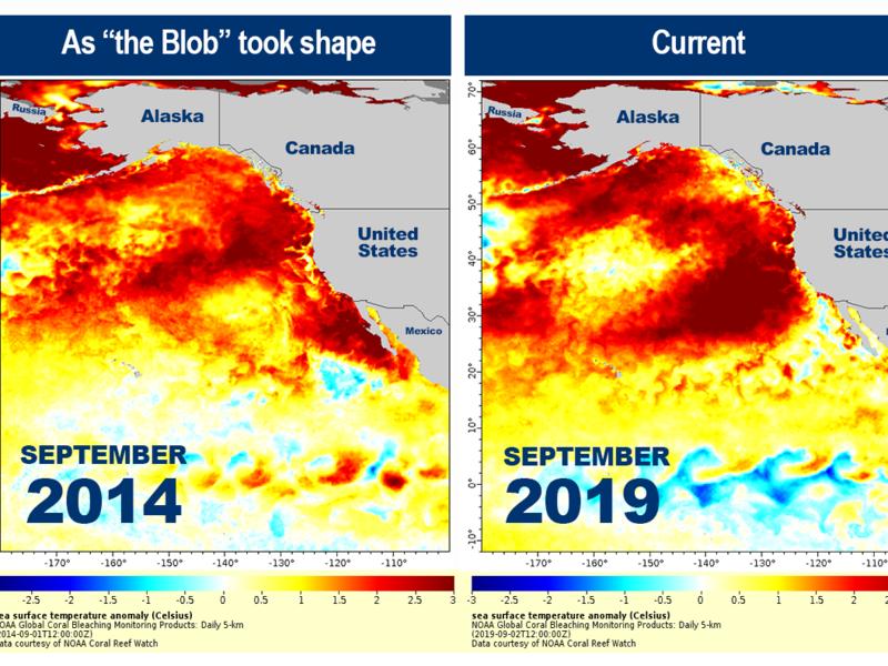 Is 'The Blob' Back? Latest Marine Heat Wave Could Pose New Risks To Sea ...