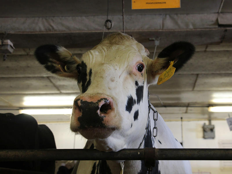 Most U.s. Dairy Cows Are Descended From Just 2 Bulls. That's Not Good 