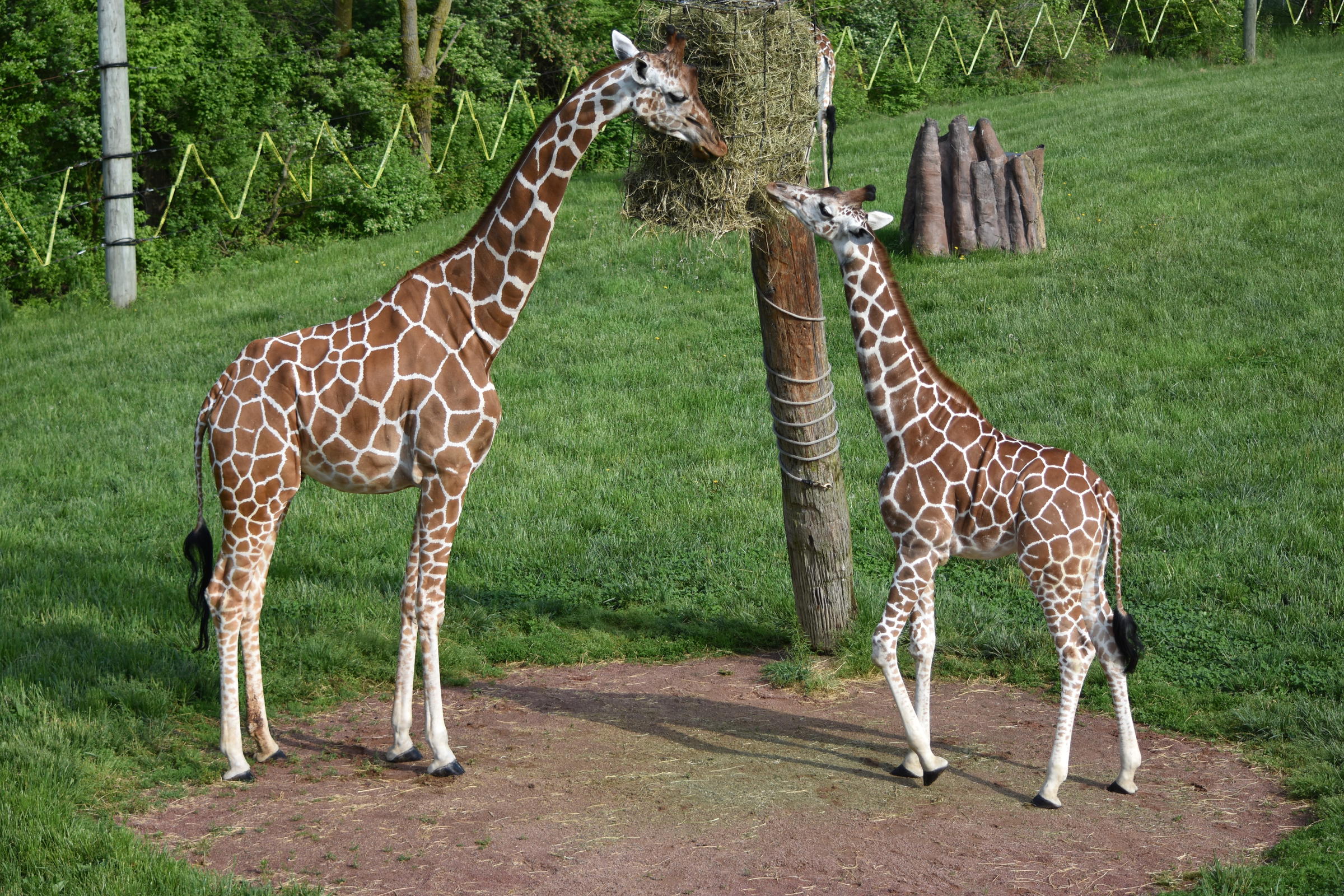 Fort Wayne Children's Zoo Giraffe Dies | WBAA