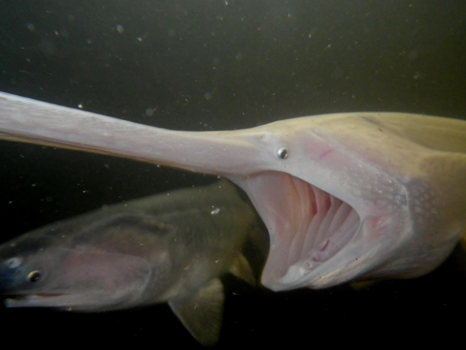 The Chinese Paddlefish, One of the World's Largest Freshwater Fish,  Declared Extinct - Knockout!