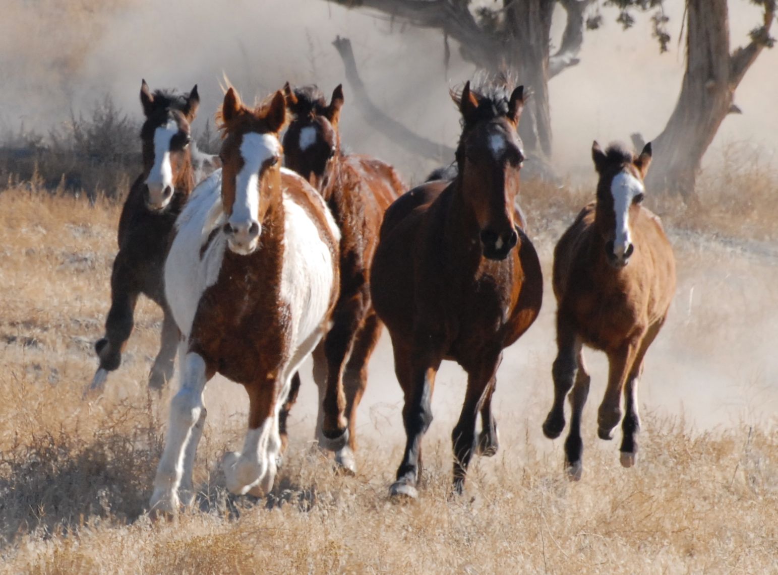 Preservationists Sue BLM Over Alleged Wild Horse Mismanagement | UPR ...
