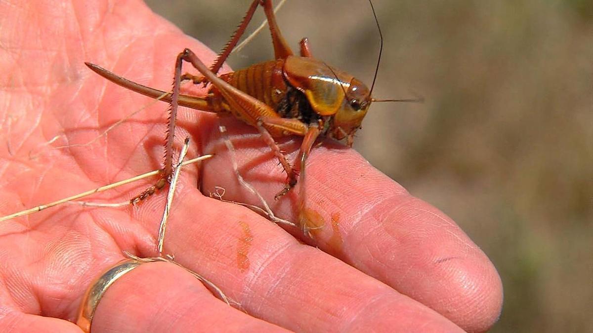 Reports Say Mormon Crickets Are On The Rise, But It's Hard To Say If It