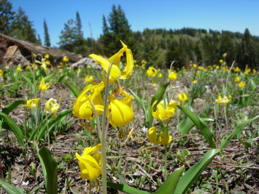 Wild About Utah The Glacier Lily UPR Utah Public Radio