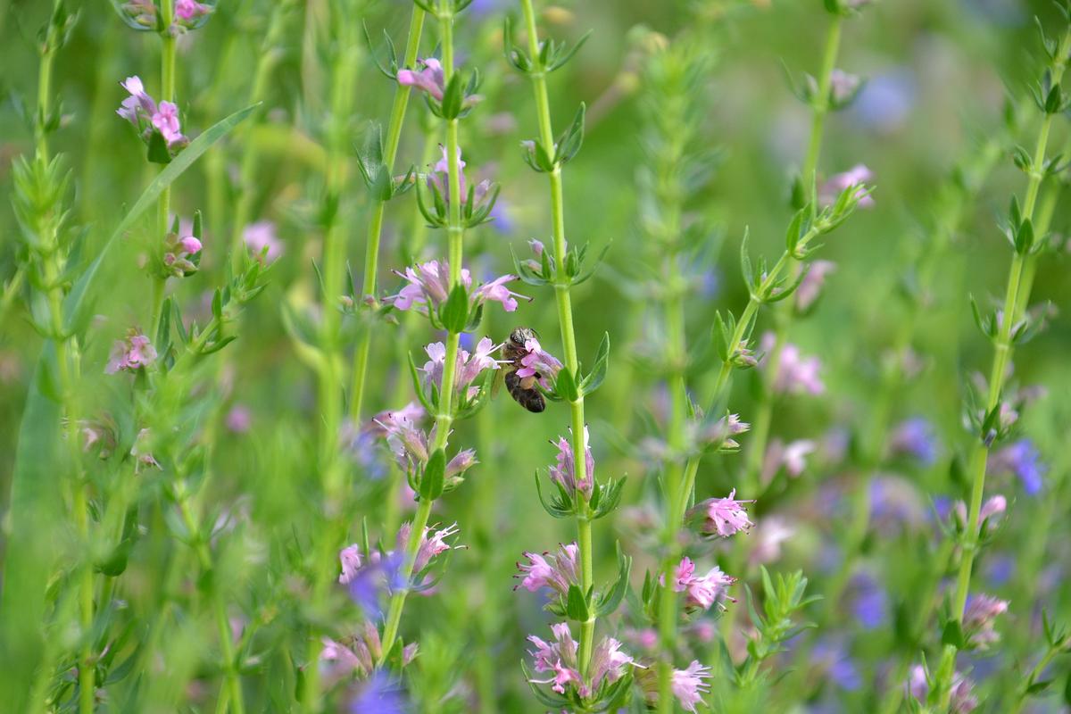 Utah State University Emphasizes DroughtTolerant Plants