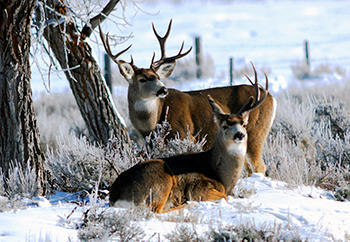 Volunteers, Wildlife Officials Gather Pronghorn Antelope For Testing ...