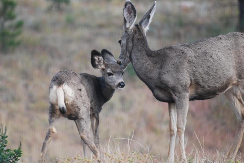 Ecologists Map Mule Deer Reproduction with NASA Satellites | UPR Utah ...