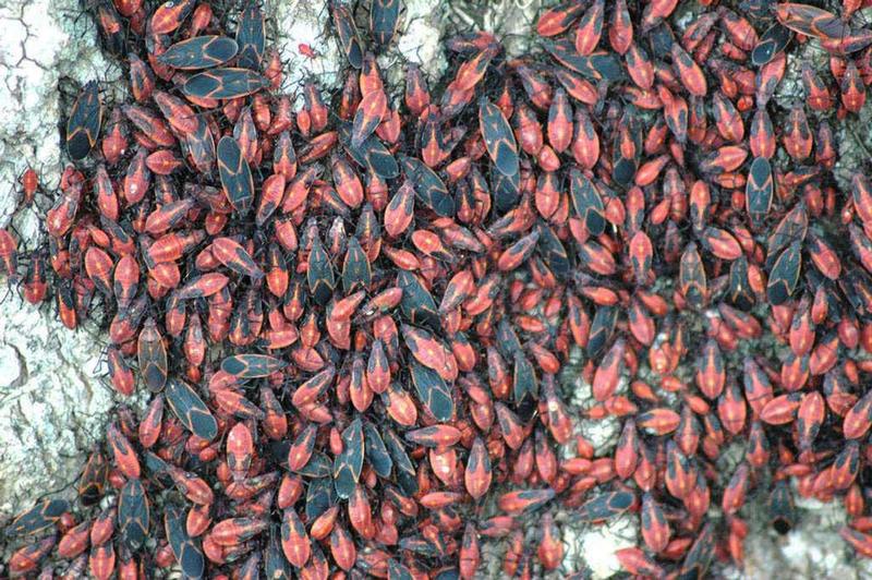 Box Elder Bugs Among October Frights In Cache Valley UPR Utah Public