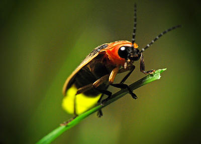 A Tiny Spark of a Firefly Gone Viral | UPR Utah Public Radio