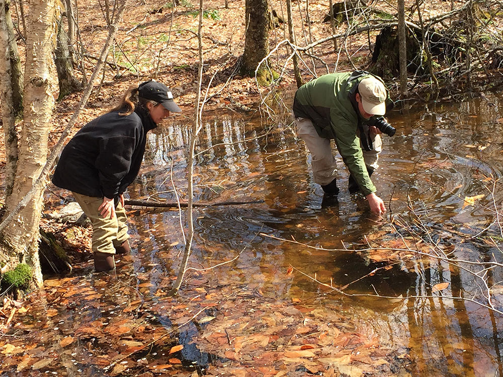 Outdoor Radio: The Hustle And Bustle Of Vernal Pools In Spring ...