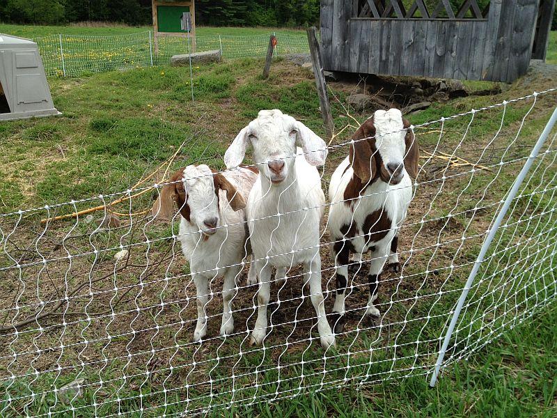 Goats Rid Reading School Of Poison Ivy Vermont Public Radio Sa Izzy And Hy Pose For Photographs Near Where They Have Been Ridding Reading School Of Poison Ivy