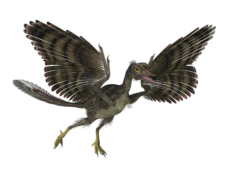 ‘Birds Are Dinosaurs’ Exhibit Opens At VINS | Geek Mountain State