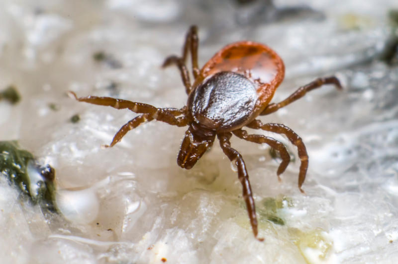 Same Tick, Different Disease: Vermont Health Dept. Warns Of Rise Of ...