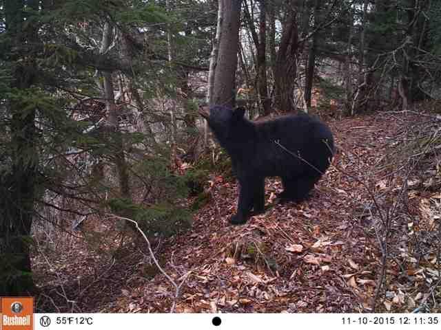 After Agreement Over Bear Habitat, Vermont Wind Project Will Move ...