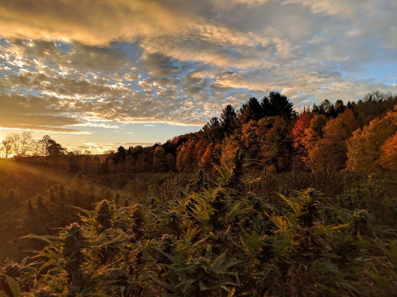 Evergreen Capital Management, an investment group which includes the founders of Gardener's Supply Company, Seventh Generation and Magic Hat Brewing, has invested $250,000 in a hemp farm in Hardwick. 