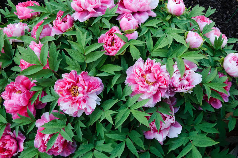 Vermont Garden Journal: Tree Peonies | Vermont Public Radio