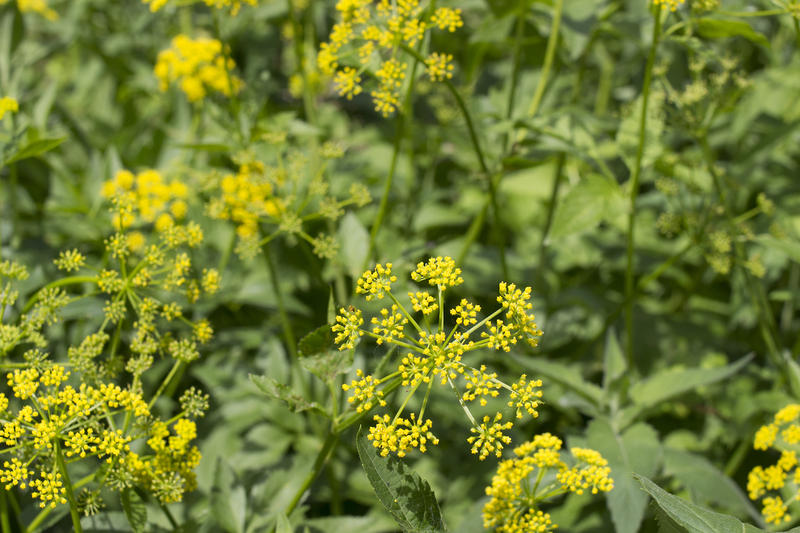 Beware The Poison Parsnip: Health Officials Warn Of Common Roadside ...