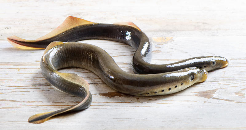 Lamprey Control Program Hailed As Success, As Focus Shifts To New York ...