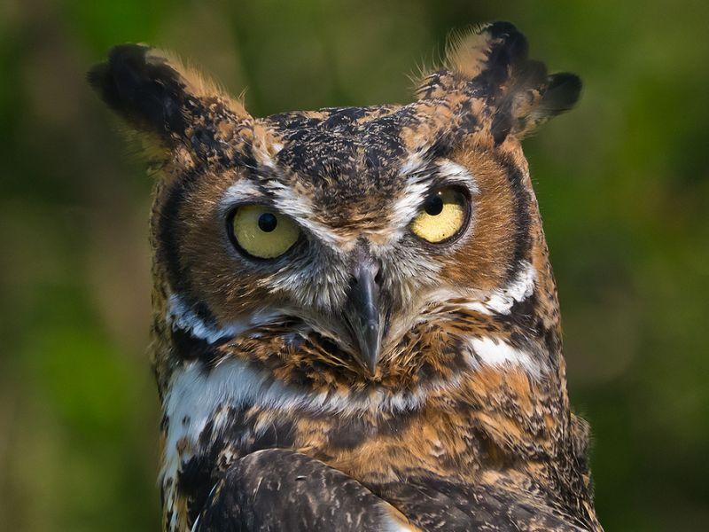 Birdnote Great Horned Owl Vermont Public Radio