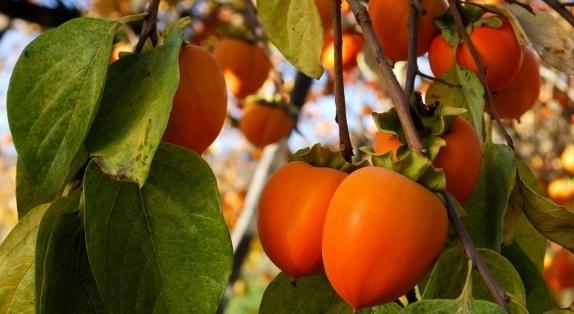 Vermont Garden Journal Persimmons Public Radio Persimmons Are An Exotic Fruit That Grows Well In Vermont Once Harvest The Is Best When Its Mushy Soft And Almost Pudding Like Consistancy