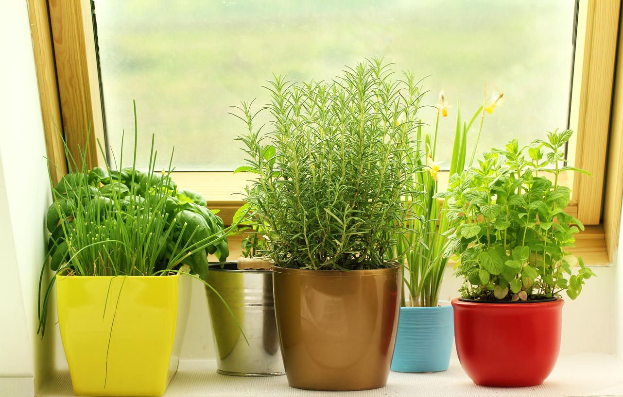 Vermont Garden Journal How To Grow Indoor Herbs This Winter Growing Herbs Indoors Not Only Provides Ings For Cooking But Also Emotional And Psychological Relief From Winter S Gloom